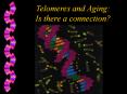 High telomerase activity exists in germ cells, stem cells