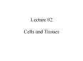 Lecture 02 Cells and Tissues * * * * * * * * * * * * * * * 