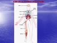 STEM CELLS: FUTURAS APLICACIONES HEMATOPOYESIS Es l