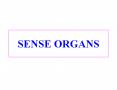 SENSE ORGANS SENSE ORGANS Complex Contain receptors fo