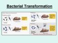 Bacterial Transformation Fred Griffith s Experiments A