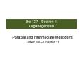 Bio 127 - Section III Organogenesis Paraxial an