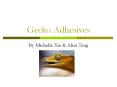 Gecko Adhesives By Michelle Xie & Alisa Tang Our Opinion Ou