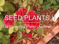 SEED PLANTS II The Flowering Plants (Anthophyta