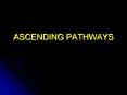 ASCENDING PATHWAYS Ascending Pathways Three-neuron pathway