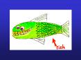 Sustaining Aquatic Biodiversity Key Concepts Case Study: 
