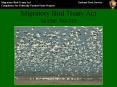 Migratory Bird Treaty Act 16 USC 703-712 #16 Rufou