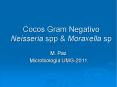 Cocos Gram Negativo Neisseria spp & Moraxella sp M. Pa