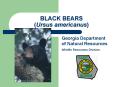 BLACK BEARS (Ursus americanus) Georgia Department of Natura