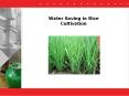 Water Saving in Rice Cultivation Early transplanting (8-1