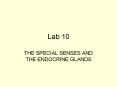 Lab 10 THE SPECIAL SENSES AND THE ENDOCRINE GLANDS Cat Ovar