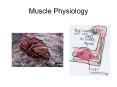 Muscle Physiology Outline: Skeletal Muscle Somatic Moto
