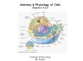 Anatomy & Physiology of Cells Chapters 3 & 4 Anatomy 