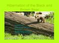 Hibernation of the Black and Brown Bear Bobby Bennett Winte