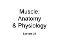 Muscle: Anatomy & Physiology Lecture 20 Extrafusal Muscl