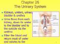 Chapter 26 The Urinary System Kidneys, ureters, urinar