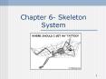 Chapter 6- Skeleton System I. Structure of bones A
