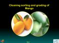 Cleaning sorting and grading of Mango Next Cleaning sortin