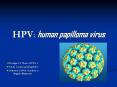 HPV: human papilloma virus Gruppo I ( Virus a DNA ) Nudo 