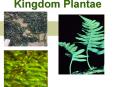 Kingdom Plantae Botany The study of plants Those focused o