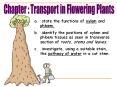 state the functions of xylem and phloem. identify th