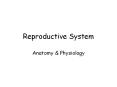 Reproductive System Anatomy & Physiology Be Mature Us