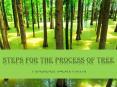 Steps for the Process of Tree Transplanting