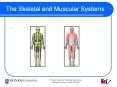 The Skeletal and Muscular Systems Interesting Facts abou