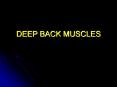 DEEP BACK MUSCLES Deep Back Muscles Epaxial muscles