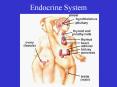 Endocrine System Endocrine System Endocrine glands ar
