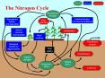 Component Input to soil Loss from soil The Nitrogen Cycl