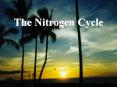 The Nitrogen Cycle The Nitrogen Cycle Represents one of th