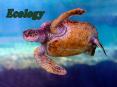 5 Levels of Ecological Organization Species- organisms tha