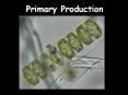 Primary Production Production: Formation of Organic Matte