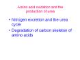Amino acid oxidation and the production of urea Nitroge