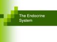 The Endocrine System The Endocrine System The  other