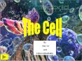 How does cellular respiration work? What Cleans up a cell