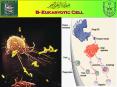B- Eukaryotic Cell 3- The Endomembrane System Th