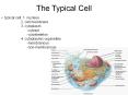 The Typical Cell typical cell: 1. nucleus 2. cell membran