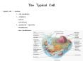 The Typical Cell typical cell: 1. nucleus 2. cell membran