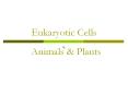 Eukaryotic Cells Animals & Plants The Cell Building block o