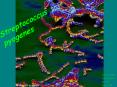 Streptococcus pyogenes Rebecca Walsh Smith College BIO 36