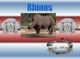 Female rhinos have little horns. Male rhinos have longe