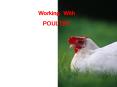 Working With POULTRY World Egg Consumers Netherlands 43 lb