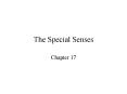 The Special Senses Chapter 17 Visual Pathways The Ea