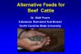 Beef Cattle Dr. Matt Poore Extension Ruminant Nutritionis