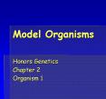 Model Organisms Honors Genetics Chapter 2 Organism 1 What i