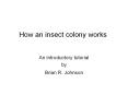 How an insect colony works An introductory tutorial by Bria