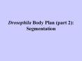 Drosophila Body Plan (part 2): Segmentation Drosophila Bod