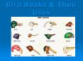 Bird Beaks & Their Uses Tearing Beak Hook Beak Birds tha